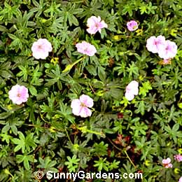 Geranium sanguineum striatum, Bloody Cranesbill, Geranium sanguineum lancastriense