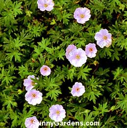 Geranium sanguineum striatum, Striped Cranesbill