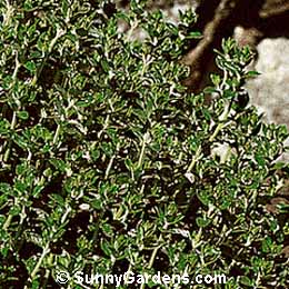 Teucrium chamaedrys, Wall Germander, Dwarf Germander