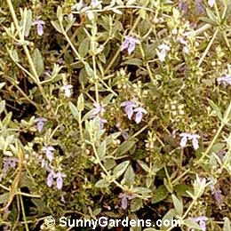 Teucrium fruticans, Bush Germander