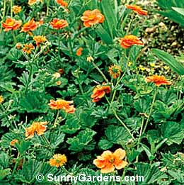 Geum, Boris Geum, Boris Avens, Avens, Grecian Rose