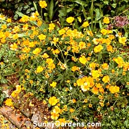 Geum, Starker's Magnificent Avens, Avens, Grecian Rose