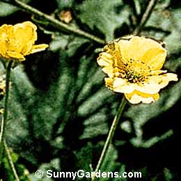 Geum x quellyon, Geum 'Goldball', Geum chiloense, Avens, Grecian Rose