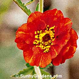 Geum x quellyon, Geum 'Feuerball', Geum 'Mrs. Bradshaw', Avens, Grecian Rose