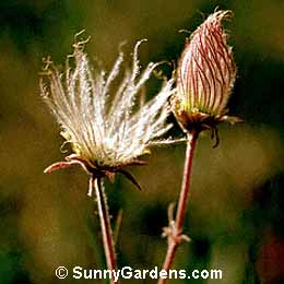 Geum triflorum, Prairie Smoke, Old Man's Whiskers, Purple Avens, Avens, Grecian Rose