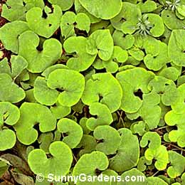 Asarum canadense, Canadian Ginger