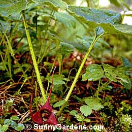Asarum caudatum, British Columbia Ginger