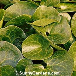 Asarum europaeum, European Wild Ginger, Shiny-leaf Ginger