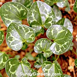 Asarum shuttleworthii, Wild Ginger