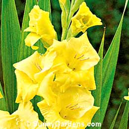 Gladiolus coccineum