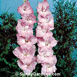Gladiolus x hortulanus