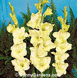Gladiolus x hortulanus