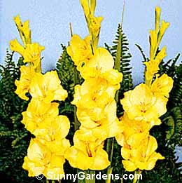 Gladiolus x hortulanus