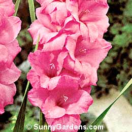Gladiolus hortulanus