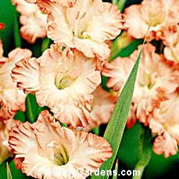Gladiolus x hortulanus
