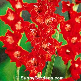 Gladiolus x hortulanus