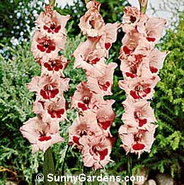 Gladiolus x hortulanus
