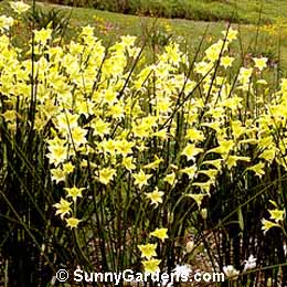 Gladiolus tristis, Marsh Afrikaner