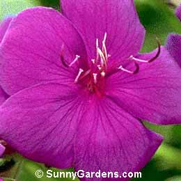 Tibouchina urvilleana grandiflora, Princess Flower, Pleroma, Glory Bush