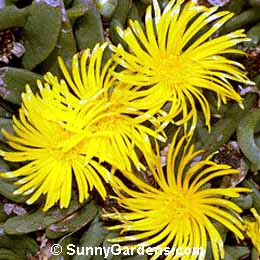 Glottiphyllum linguiforme