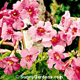 Incarvillea delavayi, Pride of China