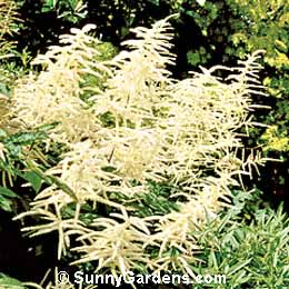 Aruncus dioicus, Sylvester Aruncus