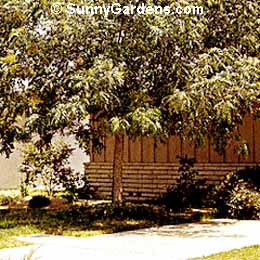 Koelreuteria bipinnata, Chinese Flame Tree