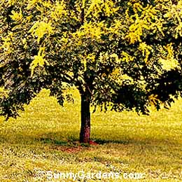 Koelreuteria paniculata, Golden Rain Tree, Varnish Tree