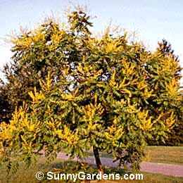 Koelreuteria paniculata, Golden Rain Tree