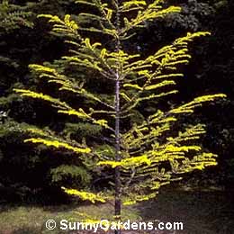 Pseudolarix amabilis, Golden Larch
