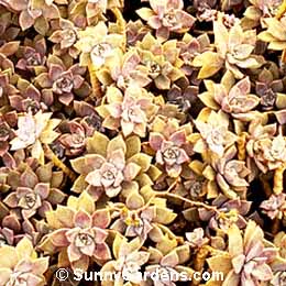 Graptopetalum paraguayense, Ghost Plant, Mother of Pearl Plant