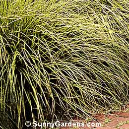 Pennisetum alopecuroides, Chinese Pennisetum, Fountain Grass, Swamp Foxtail Grass, Ornamental Grass