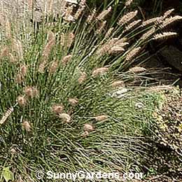 Pennisetum alopecuroides, Dwarf Fountain Grass, Ornamental Grass