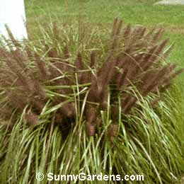 Pennisetum alopecuroides, Black Flowering Fountain Grass, Late Blooming Fountain Grass, Chinese Pennisetum