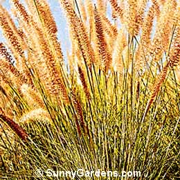 Pennisetum setaceum, Fountain Grass, Ornamental Grass