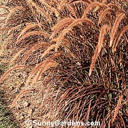 Pennisetum setaceum, Purple-leaved Fountain Grass, Red Fountain Grass, Ornamental Grass