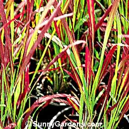 Imperata cylindrica, Japanese Blood Grass