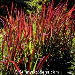 Imperata cylindrica, Japanese Blood Grass, Imperata cylindrica 'Red Baron'