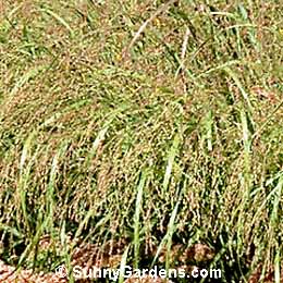 Panicum virgatum, Switch Grass