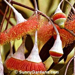 Eucalyptus caesia, Gungurru