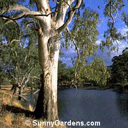 Eucalyptus camaldulensis, Red Gum, Eucalyptus rostrata, River Red Gum