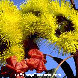 Eucalyptus erythrocorys, Red-Cap Gum, Illyarie