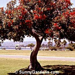 Eucalyptus ficifolia, Red Flowering Gum