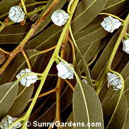 Eucalyptus globulus, Blue Gum, Tasmanian Blue Gum