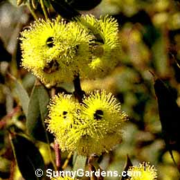 Eucalyptus grossa, Coarse-Flowered Mallee