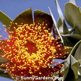 Eucalyptus macrocarpa, Mottlecah