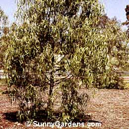Eucalyptus nicholii, Nichol's Willow-leaved Peppermint, Willow-leaved Peppermint