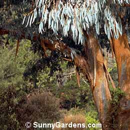 Eucalyptus perriniana, Silver Dollar Gum, Spinning Gum, Round-leafed Gum
