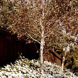 Eucalyptus polyanthemos, Silver Dollar Gum, Red Box
