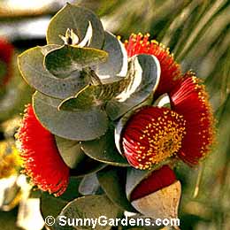 Eucalyptus x rhodantha, Rose Mallee